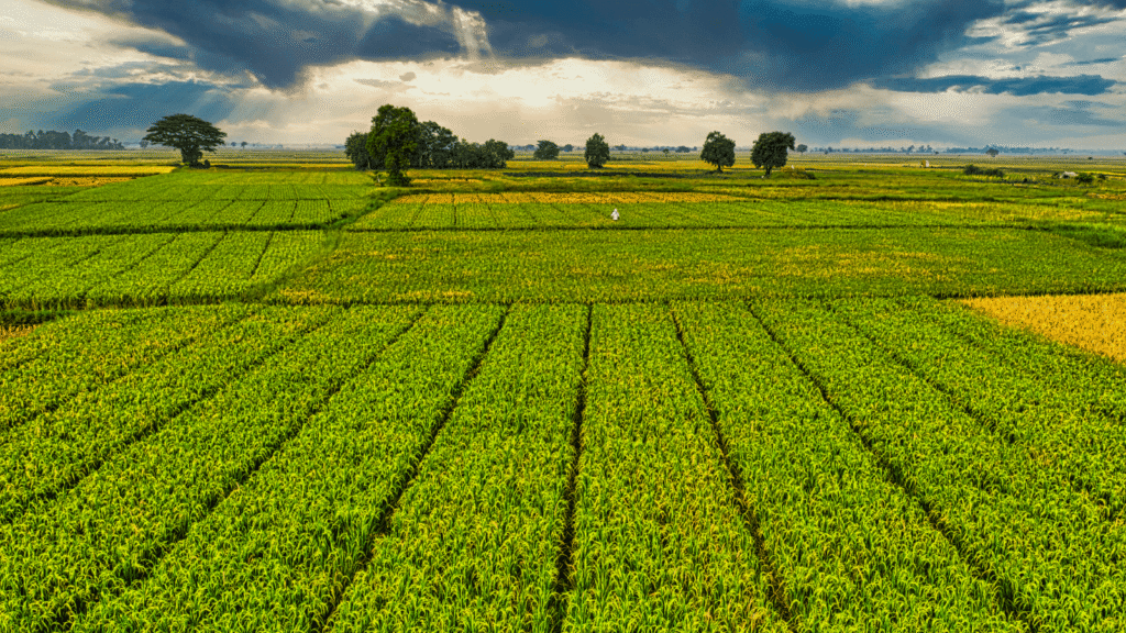 image of rolling fields of farmland